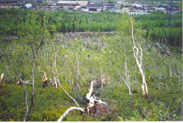  Результат сошедшей лавины на склоне северо-восточной экспозиции горы Айкуайвумчорр.Июнь 1999 года 